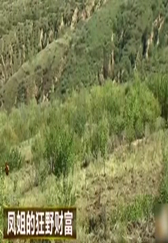 致富经：女子包山养猪，就这一招，一年赚千万！