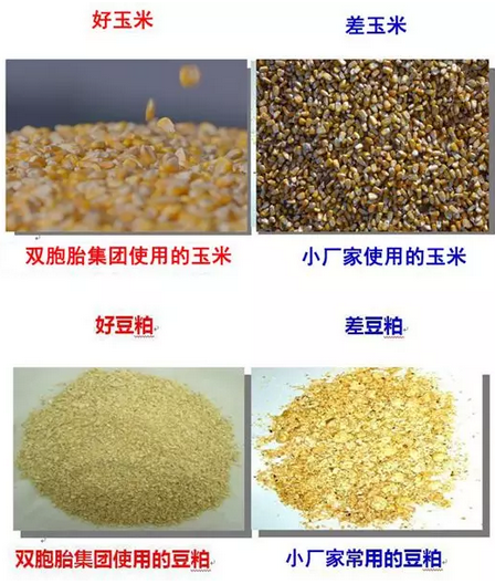 用差料给猪吊命，那是要养户的“命”？