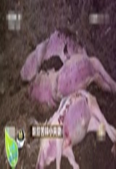 收集病死猪，买别人不要的废料，为她带来巨额财富与爱情