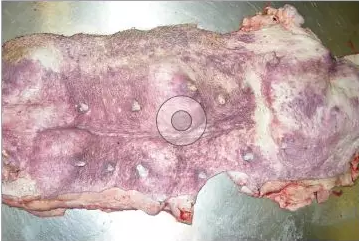 母猪乳房炎是一个反复出现的疾病？