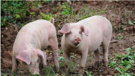 猪价正在筑底，养猪利润已经到了历史最低点？