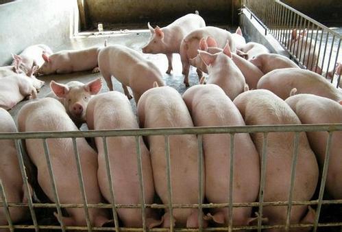 猪价持续低迷，养殖户叫苦不跌，但养猪业的惨远比不上这个行业！