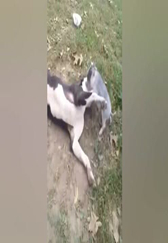 猪八戒PK哮天犬，猪小脾气大