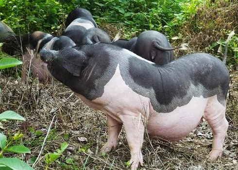 江苏省肉羊产业发展现状、问题及对策