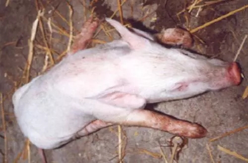 此方治愈了上万头猪的脑炎病！值得收藏......