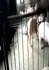 猪场里面的小猪，长势很不错，养猪人看看怎么样？