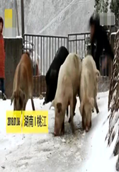 养猪场里欢乐多,一群猪玩花式滑冰!