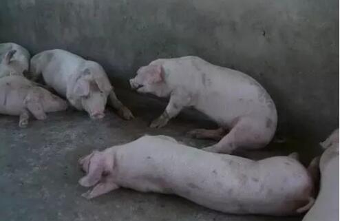 猪莫名其妙消瘦、喘气，怎么都治不好？当心是你用错了药！