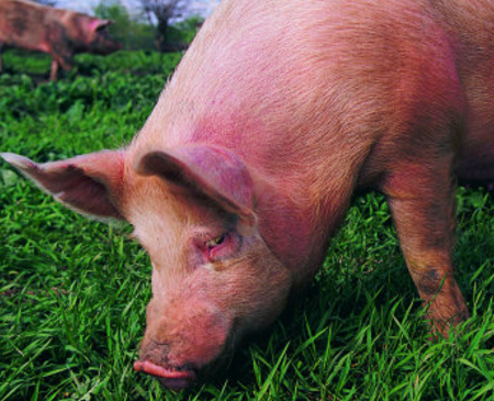 2018年05月17日全国土杂猪生猪价格行情涨跌表