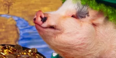 2018年05月17日全国内三元生猪价格行情涨跌表