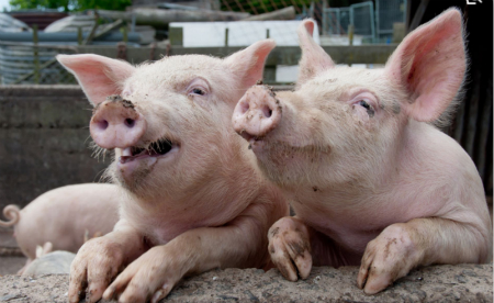 2018年05月17日全国外三元生猪价格行情涨跌表