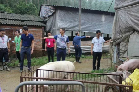 迅猛！环保督查进广东，违规猪场当天被清拆，多省畜禽治污再发力