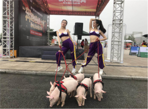 让养猪更快乐？“奔跑吧！小猪！”趣味活动引爆畜博会！