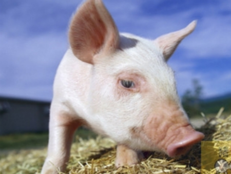 2018年05月19日全国内三元生猪价格行情涨跌表