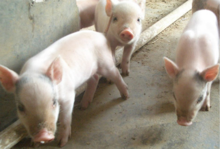 2018年05月19日全国外三元生猪价格行情涨跌表