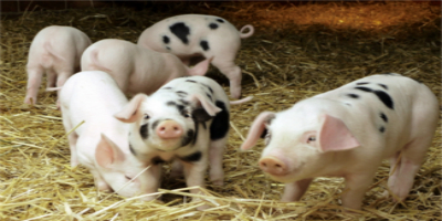 养猪上市企业逆市砸钱！一旦猪价回升，巨头们将获得更大市场份额