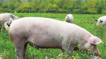 2018年05月20日全国土杂猪生猪价格行情涨跌表