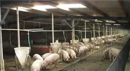 越养越亏，卖了更亏，他们说：养殖户终于把自己这条路给走完了