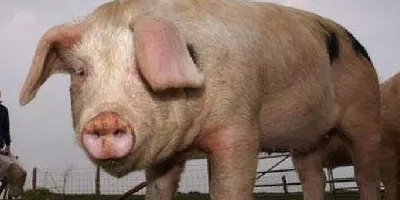 动真格！农业农村部：加大屠宰行业监管力度、引导养户安排生产，促进产销平衡！