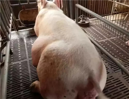 母猪难产5+6方法，养猪人轻松解决！