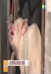 农村牛人一个小发明，解决养猪大困难，获得专利技术