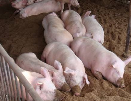 如何解决炎热夏季育肥猪的应激反应？