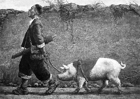 为什么有的母猪产程过长？是什么原因导致的呢？