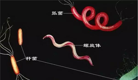 6大方面细说——猪钩端螺旋体病！
