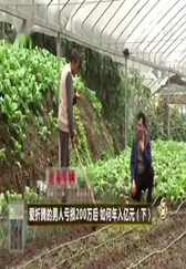 致富经：农村大哥养猪新模式，养猪种菜两不误！