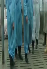 牛人发明养猪神器，可以自动投喂饲料节省人工，养猪户看后很满意