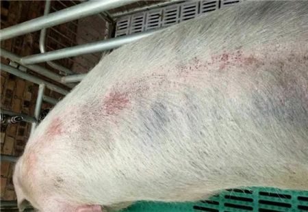 夏季这四种病，90%的猪场至少有一种病发生过！