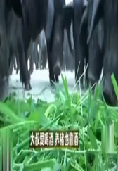 男子创新养猪新模式，养猪不用饲料，成本降低一半，年入3000万