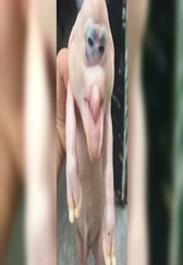 农村小伙养猪，生出一个怪物，彻底崩溃了