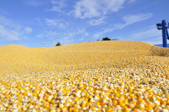 开放，迎接更好的未来？玉米和豆粕什么情况……