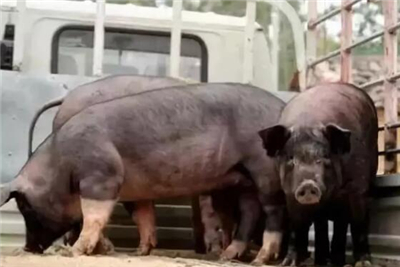 暖！7万卖猪款当垃圾扔掉，环卫工人十吨垃圾中找回！