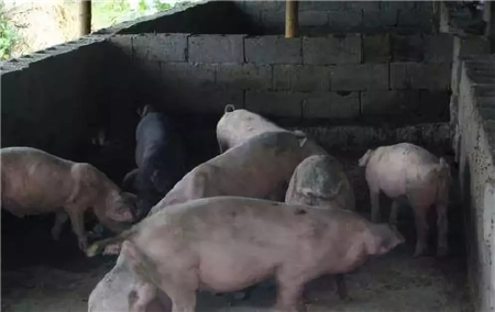 连猪和猪圈都没有，怎么就领了养猪扶贫补贴——“借猪骗补” 四川乐山一村支书被党内警告