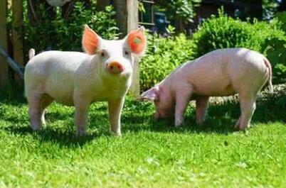 为什么建议猪场用批次化管理的方式来养猪？