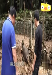 普通养猪户一年收入达到几十万，小伙养猪的方法不一般
