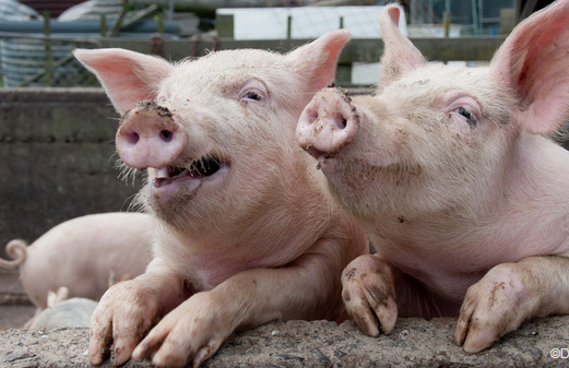 新型猪伪狂犬病流行情况及净化措施