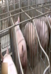 养猪场与众不同的养猪方法让养殖效益就增加2倍多