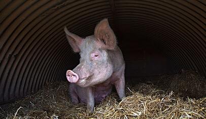 河南日报：粪污治理应对中小养殖户有所倾斜？