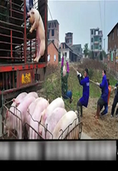 养猪佬出歌了，太有才了，唱出了养猪人的心声