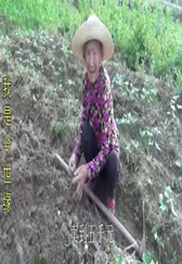你知道83岁的奶奶在家种地养猪一年有多少收入吗？