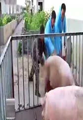 用同样的时间，只是多加了一项技术，每头猪就增重十斤以上