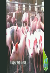 阳光养猪模式大揭露：为啥阳光养殖模式成为主推模式？