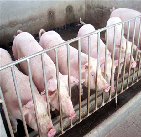 我们家的猪总是容易跛行，是我哪里没做好吗？