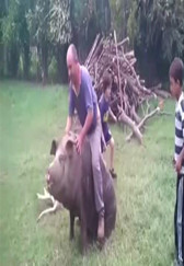 爆笑：骑猪瞬间，只要骑猪，没有不摔的！