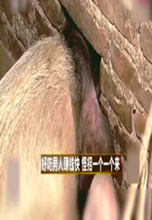 养猪新模式，卖猪新方法，卖不掉的肥肉反而更赚钱