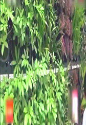 养猪场引进新技术，猪粪处理后环保达标，还能净化空气又赚钱