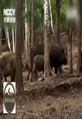 都说养猪不赚钱，他们的猪放山上，每头能赚3000块钱！